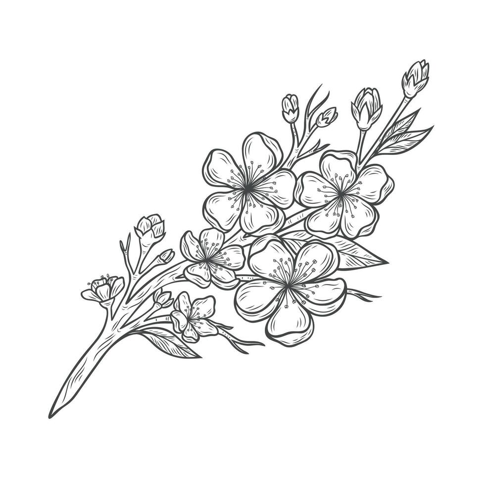Beautiful sakura branch with flowers vector
