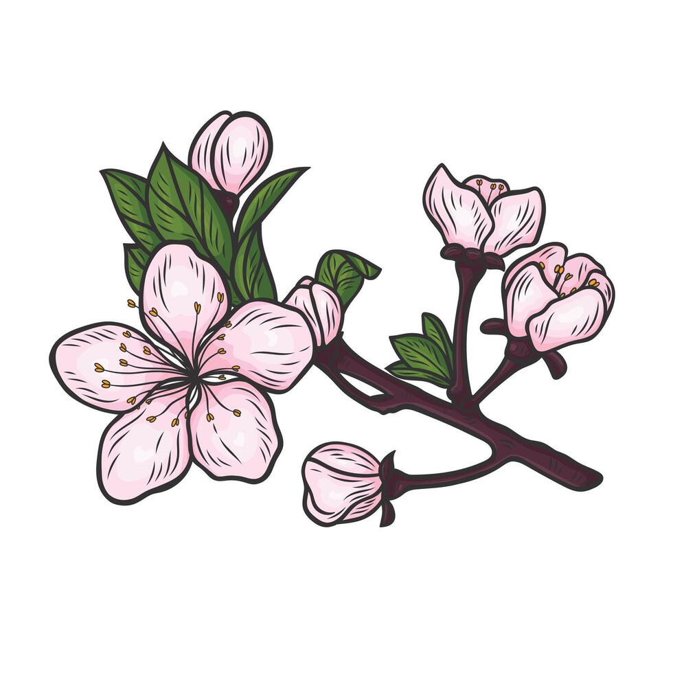 Blossoming cherry branch vector