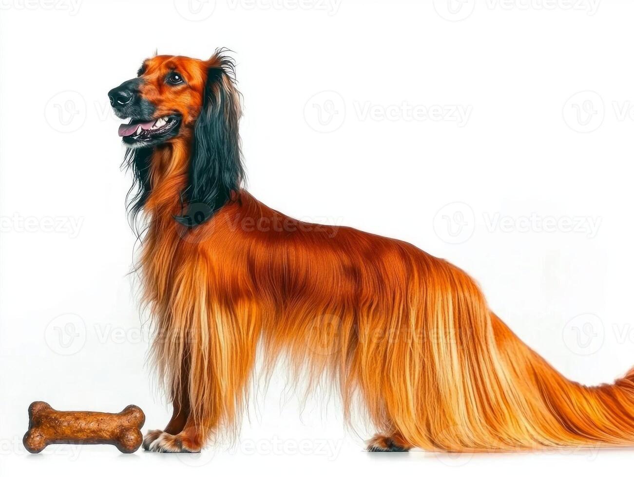 Afghan Hound flowing coat stands gracefully in profile while chewing on bone showcasing its elegance and playful demeanor against white backdrop photo