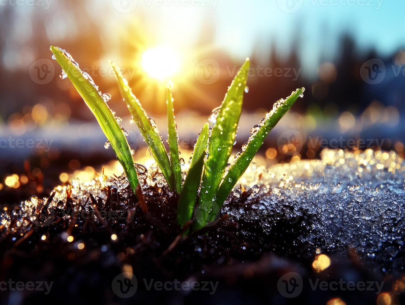 Bright green grass blades push through icy snow as early spring arrives. Soft bokeh effects of melting water create serene fresh atmosphere illuminated warm sunlight photo