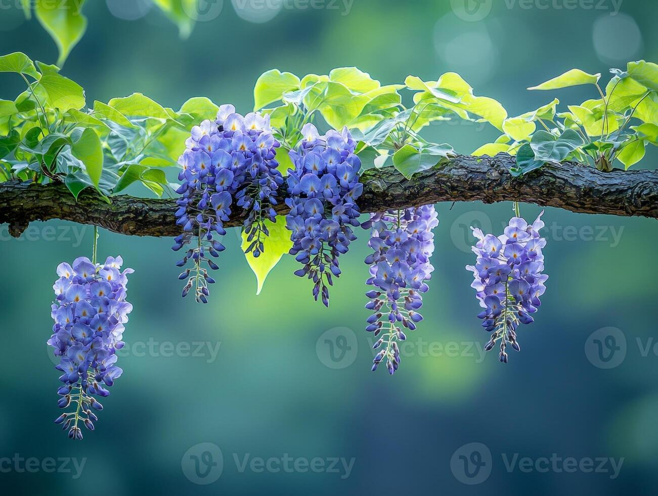 Soft lavender hues of wisteria flowers hang gracefully from branch blending beautifully blurred backdrop of lush greenery creating tranquil atmosphere photo