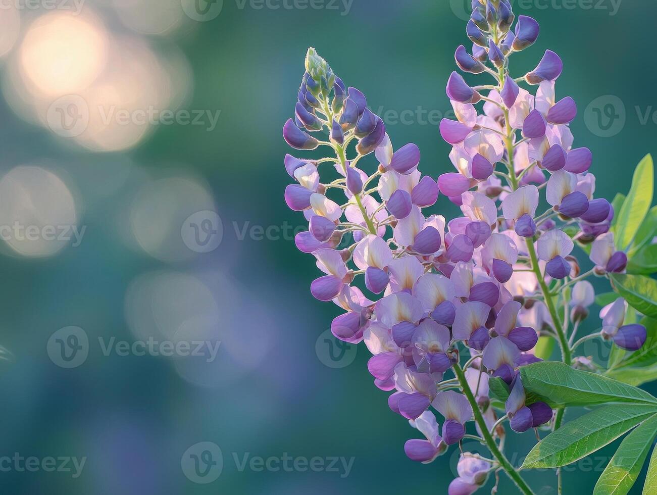 single branch of wisteria flowers showcases delicate lavender hues elegantly cascading downwards. backdrop features blurred greenery enhances floral beauty photo