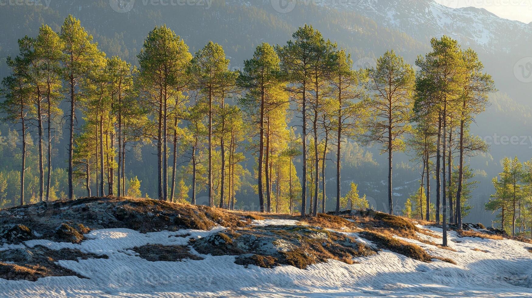 Sunlight casts long shadows on hillside where melting snow reveals patches of brown earth. Early green shoots emerge as trees stand tall against backdrop of bright blue sky photo