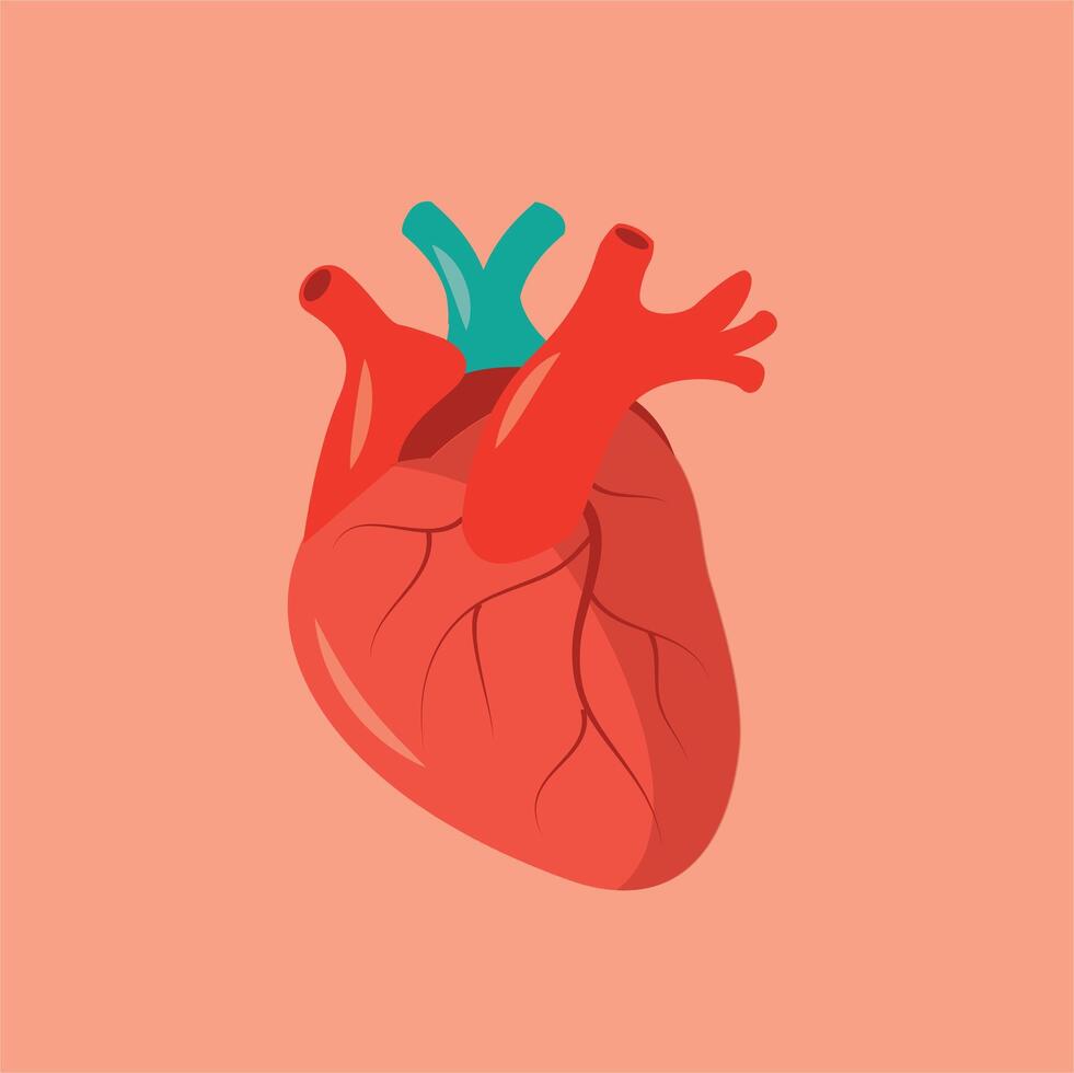 illustration of real human heart vector