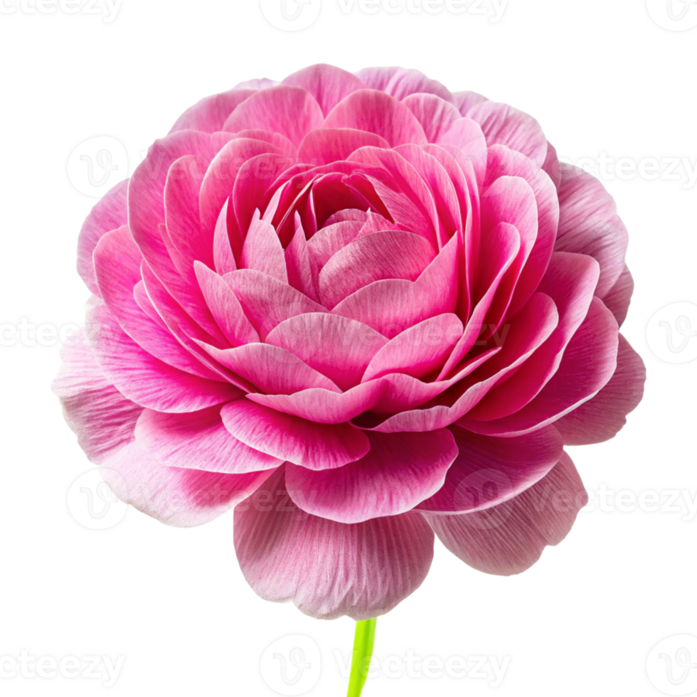 Isolated single paper flower peony made from crepe paper png