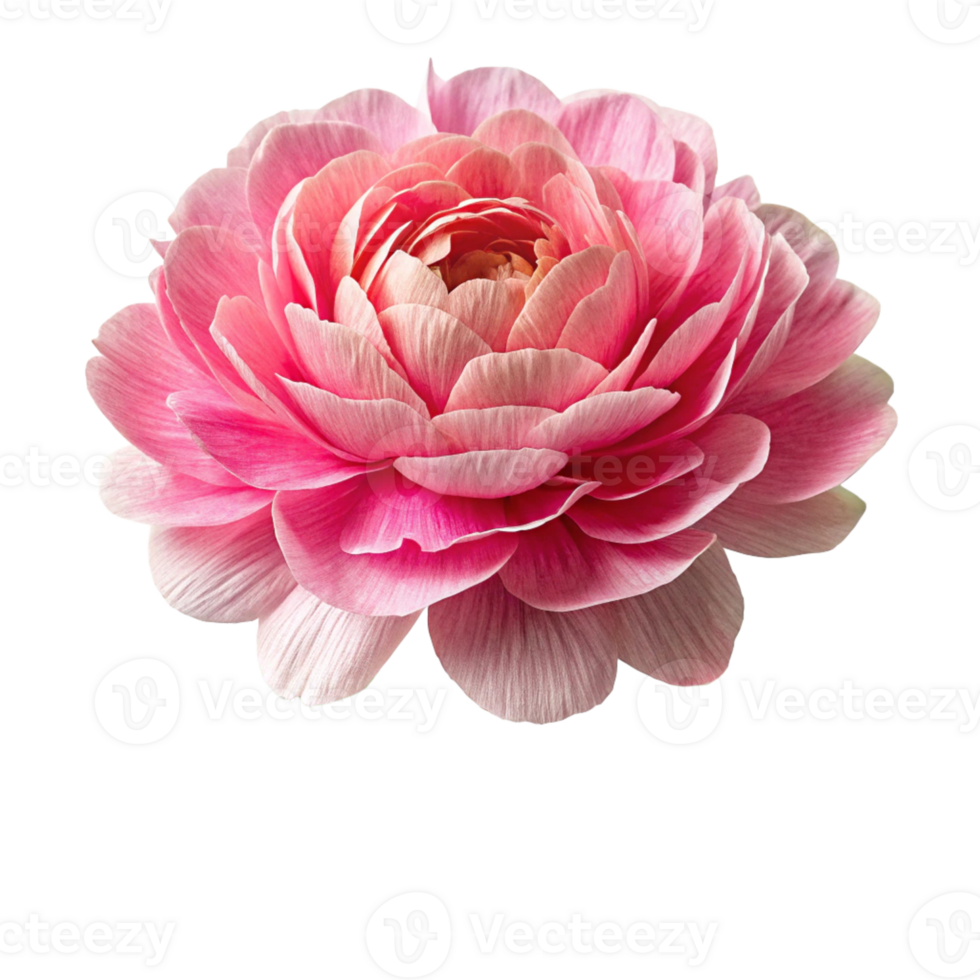 Paper flower head transparent background. png