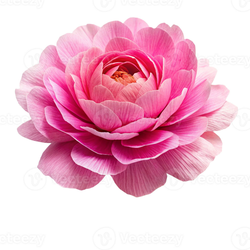 Paper flower peony made from crepe paper png