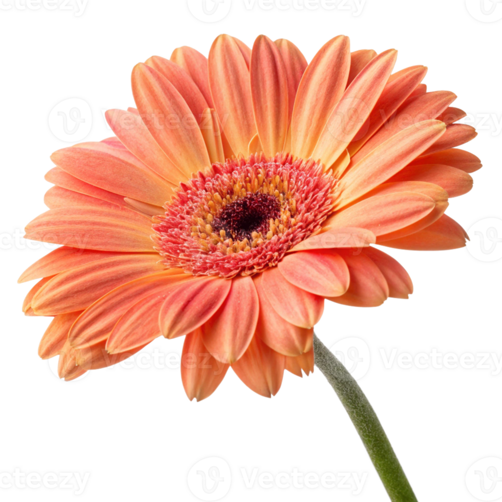 orange gerbera flower isolated png