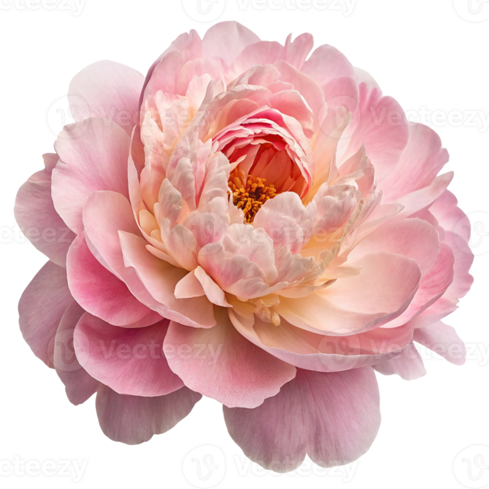 Peony bloom flower head transparent background. png