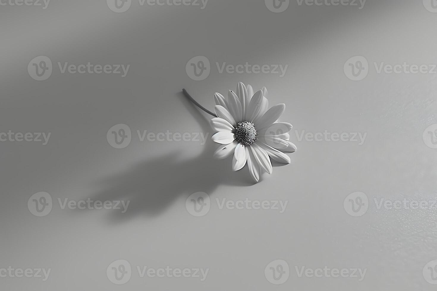A white flower on a table with a shadow photo