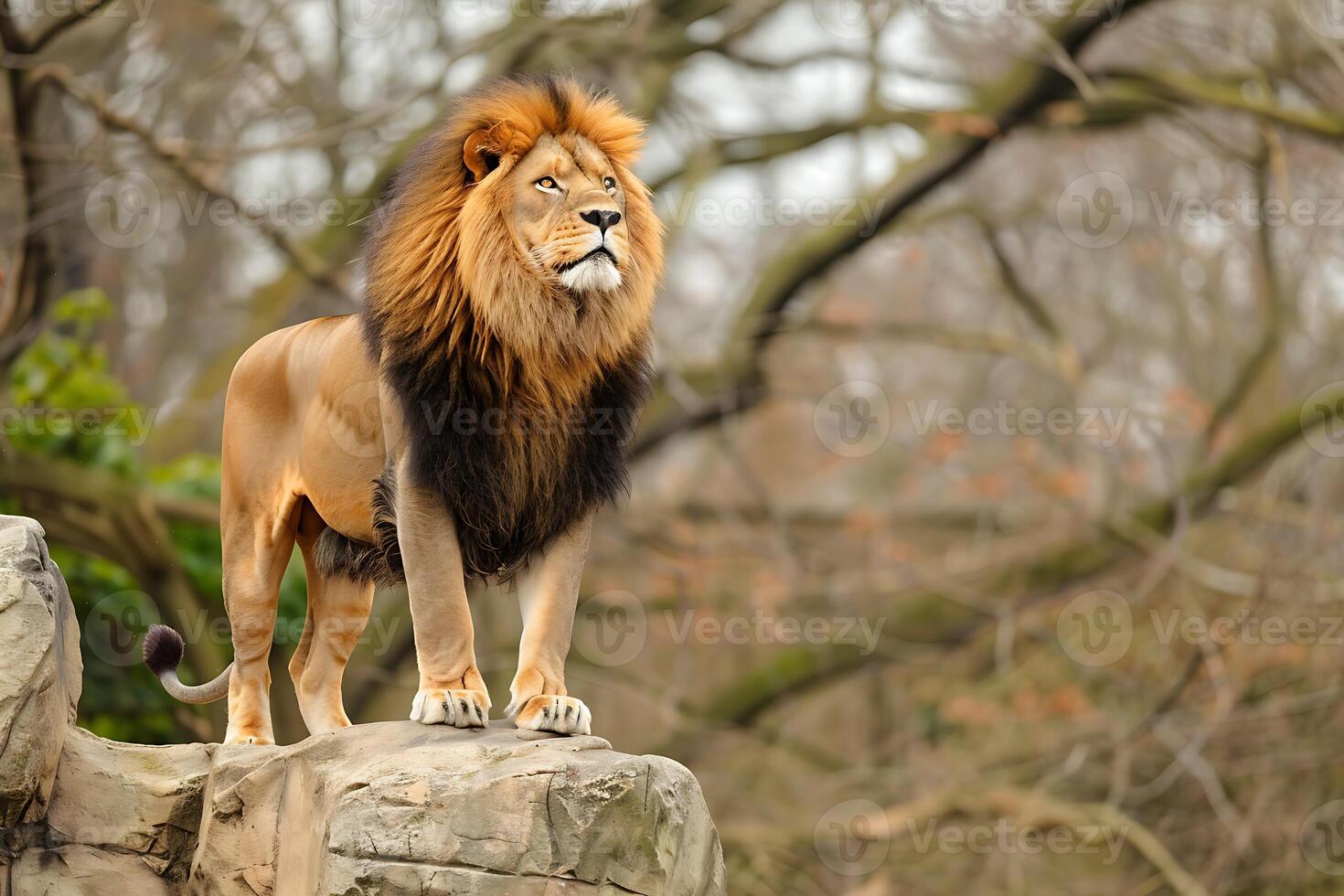A lion standing on a rock in the zoo photo