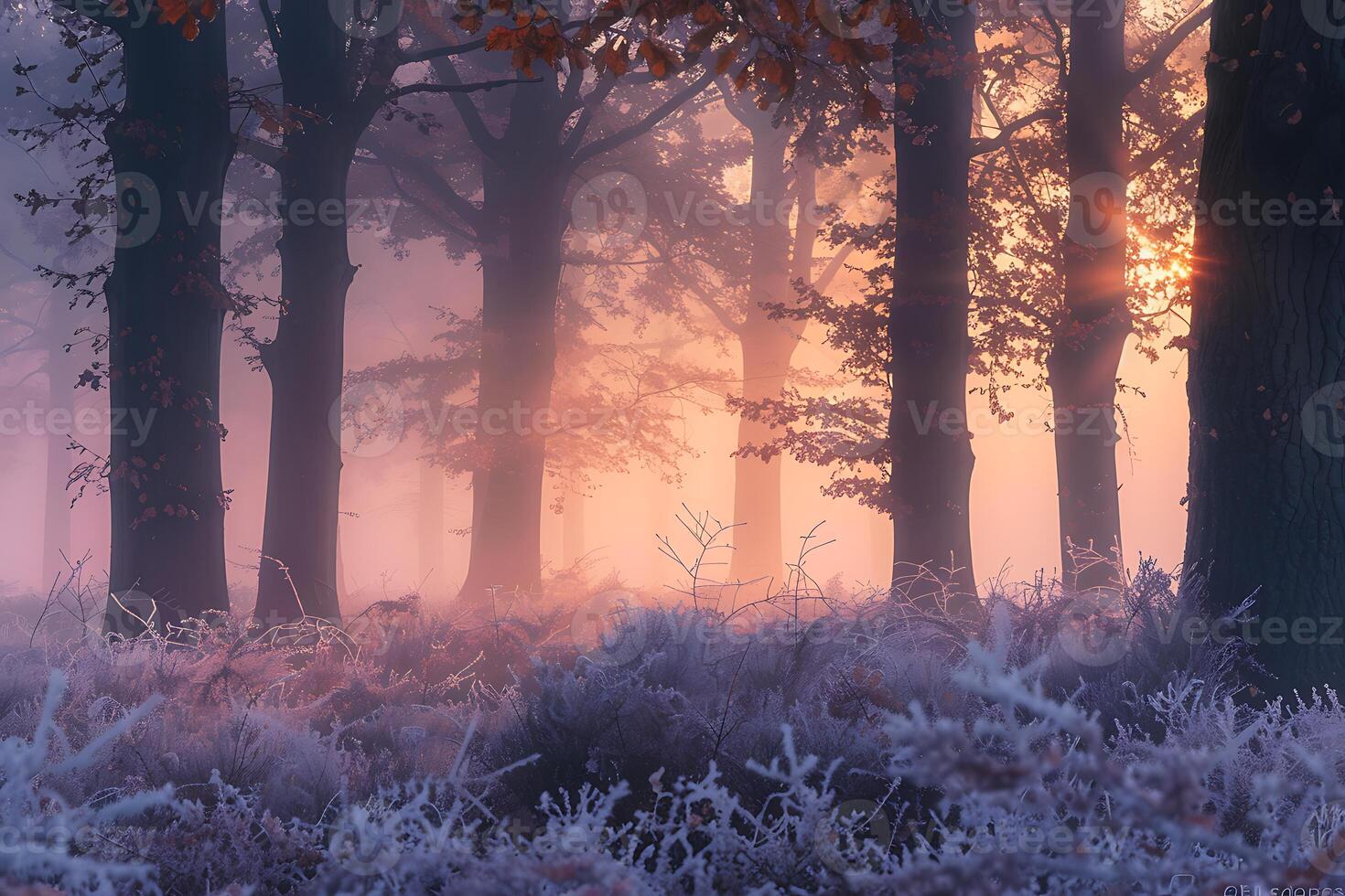 A forest with trees and frosty grass photo
