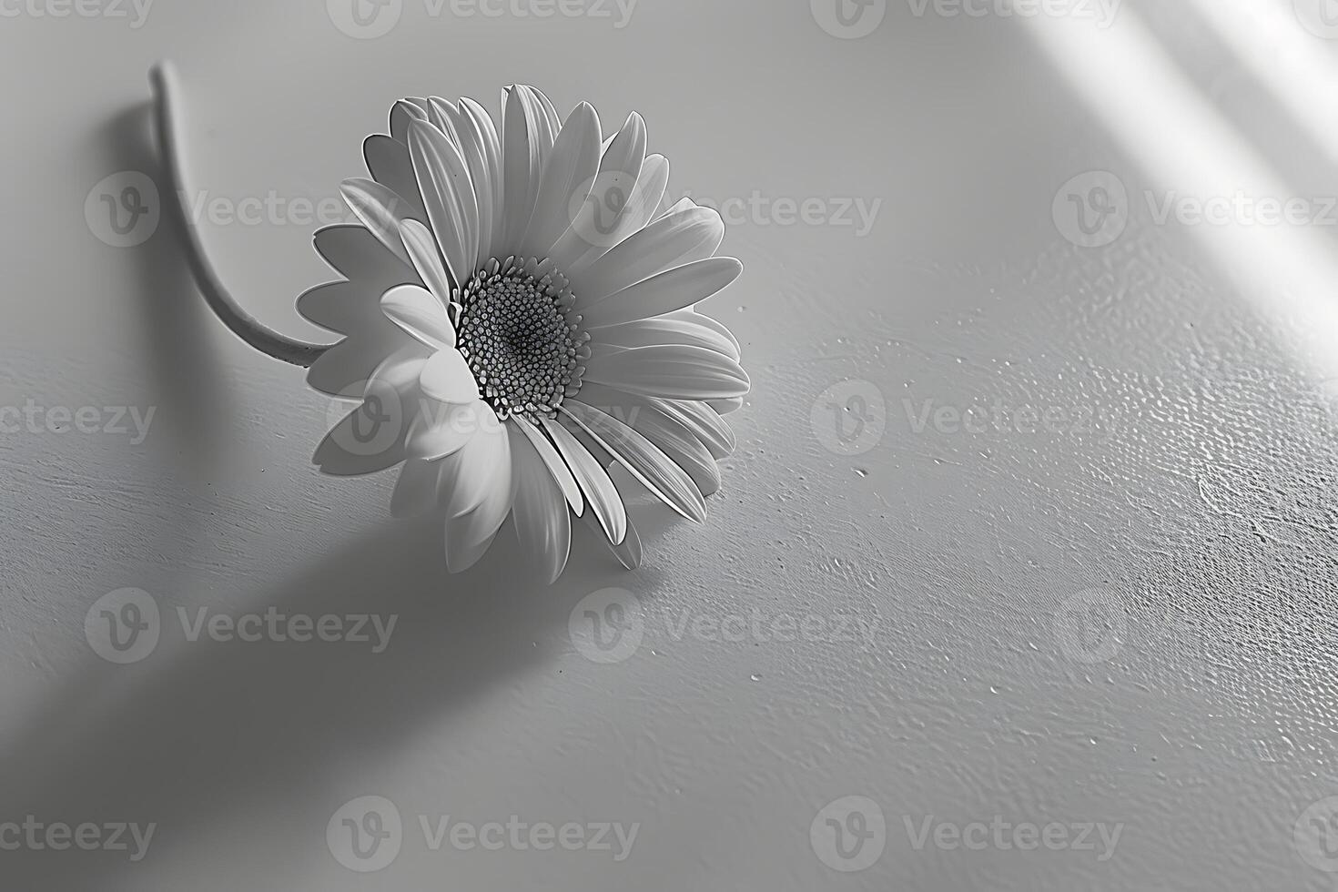 A white flower is on a white surface photo