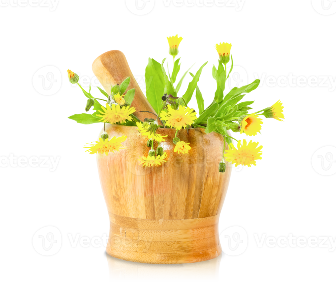 dandelion flowers in a mortar and pestle on transparent background png