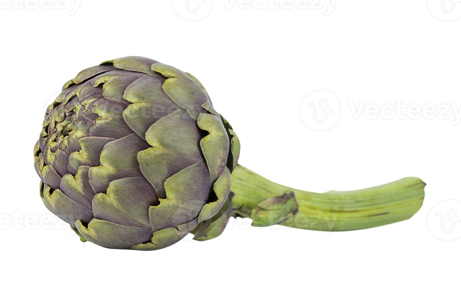 Artichokes isolated on a transparent background png