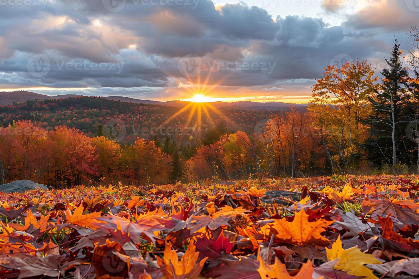 A field of leaves photo