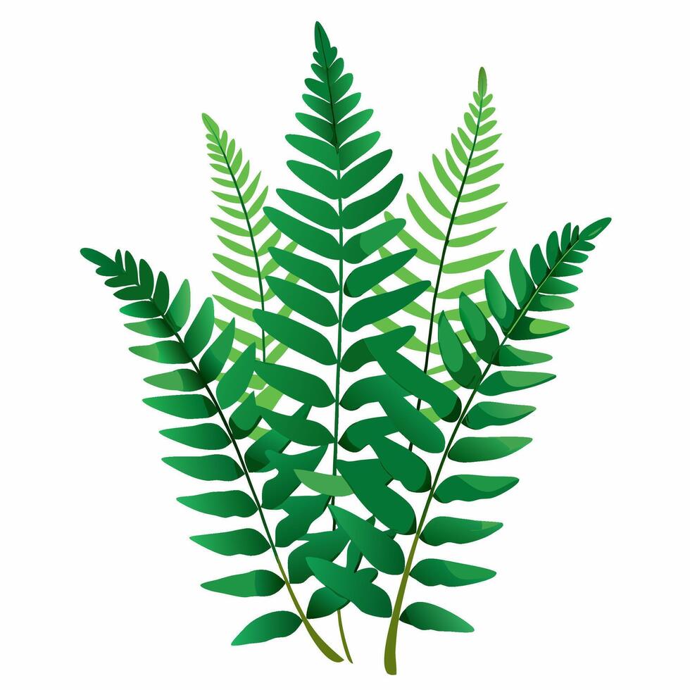 boston fern nephrolepis exaltata isolated on white background vector