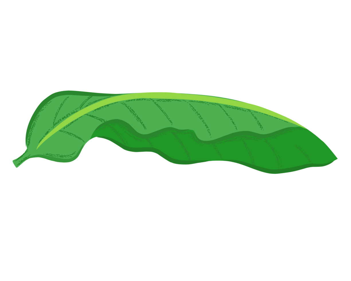 Vibrant green leaf for nature illustrations, a detailed illustration of a green leaf, banana leaf perfect for nature-themed designs and backgrounds. png