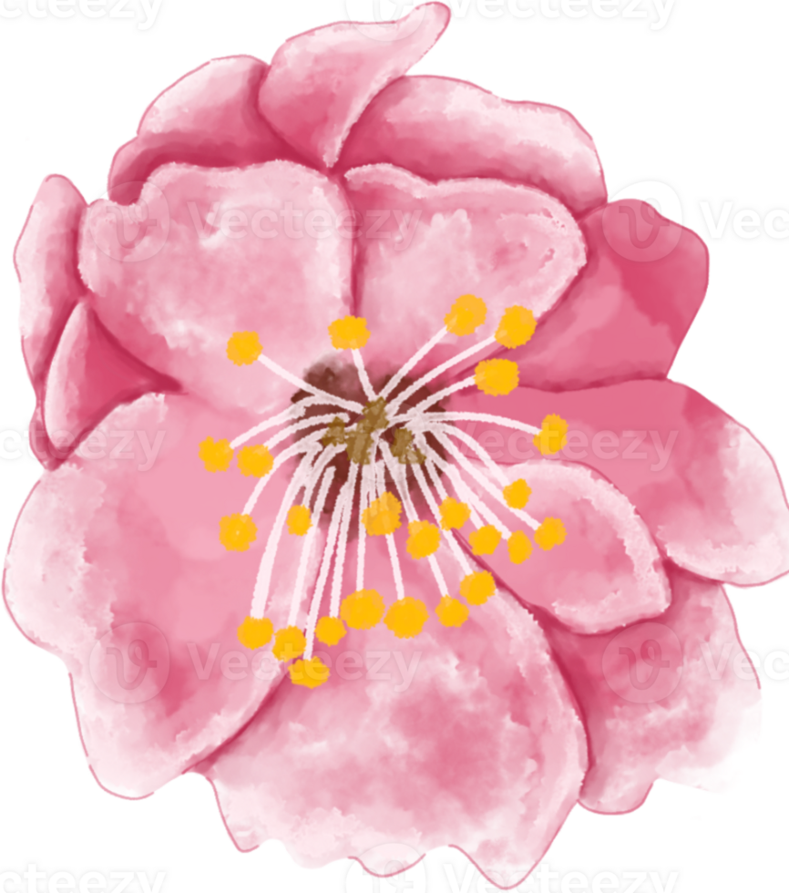 Beautiful watercolor painting of cherry blossoms for decoration element or springtime. png