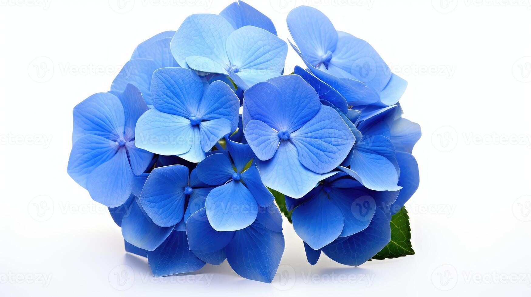 contrast blue flower isolated photo