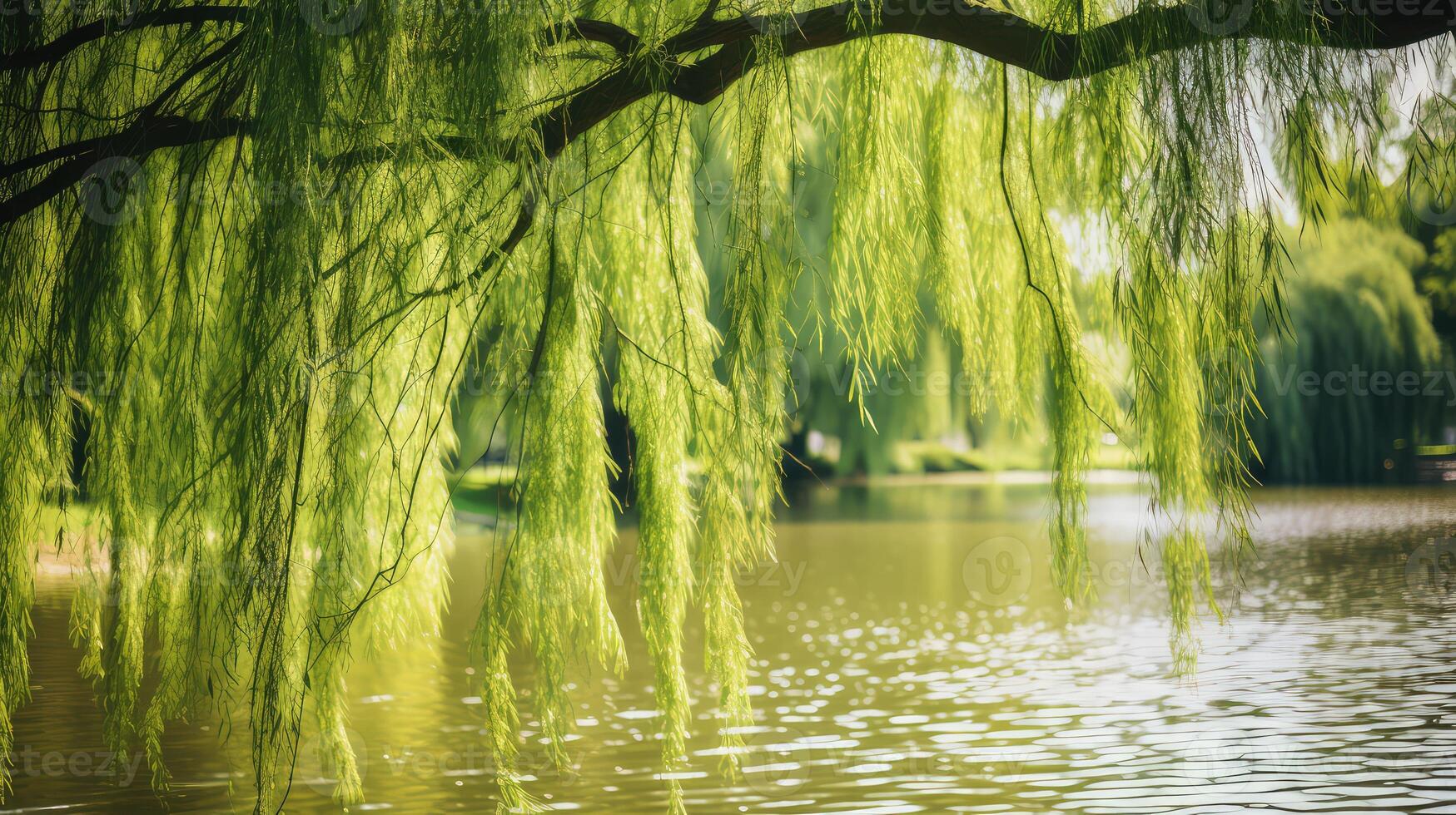 canopy weeping willow leaf photo