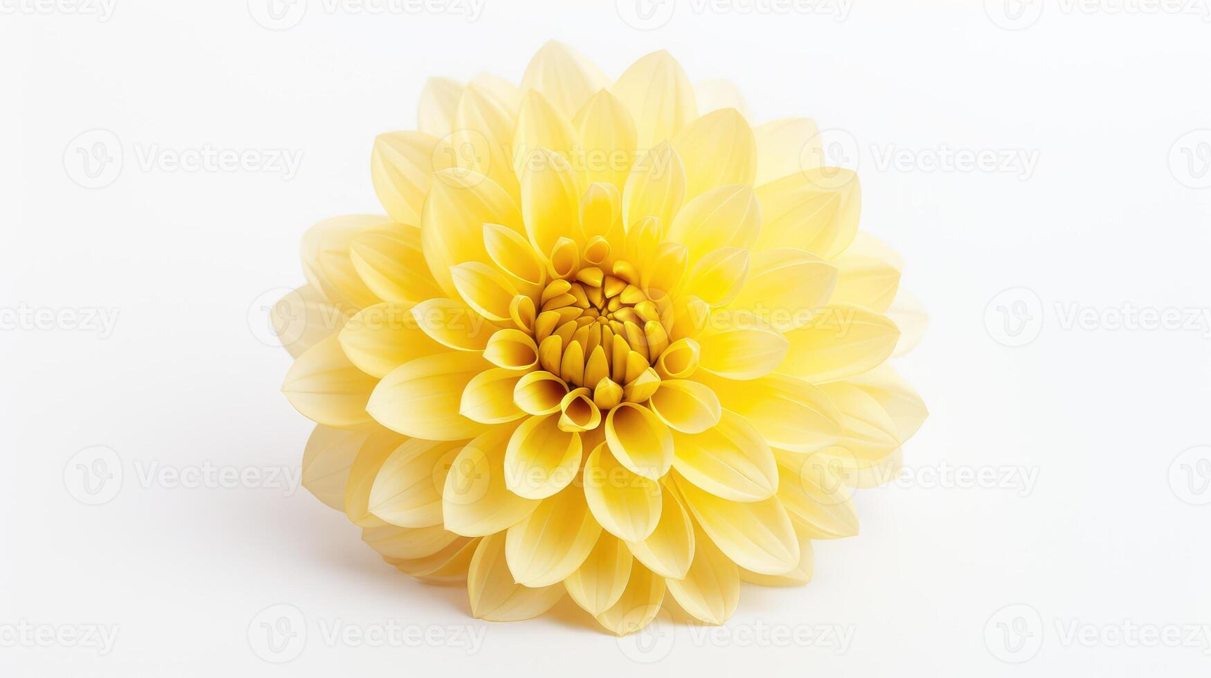 delicate yellow flower isolated photo