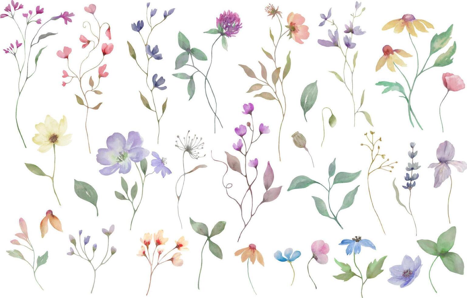 Watecolor floral set with clover, echinacea, herbs. Wildflowers for invitations, greeting card design. Hand drawn illustration. vector