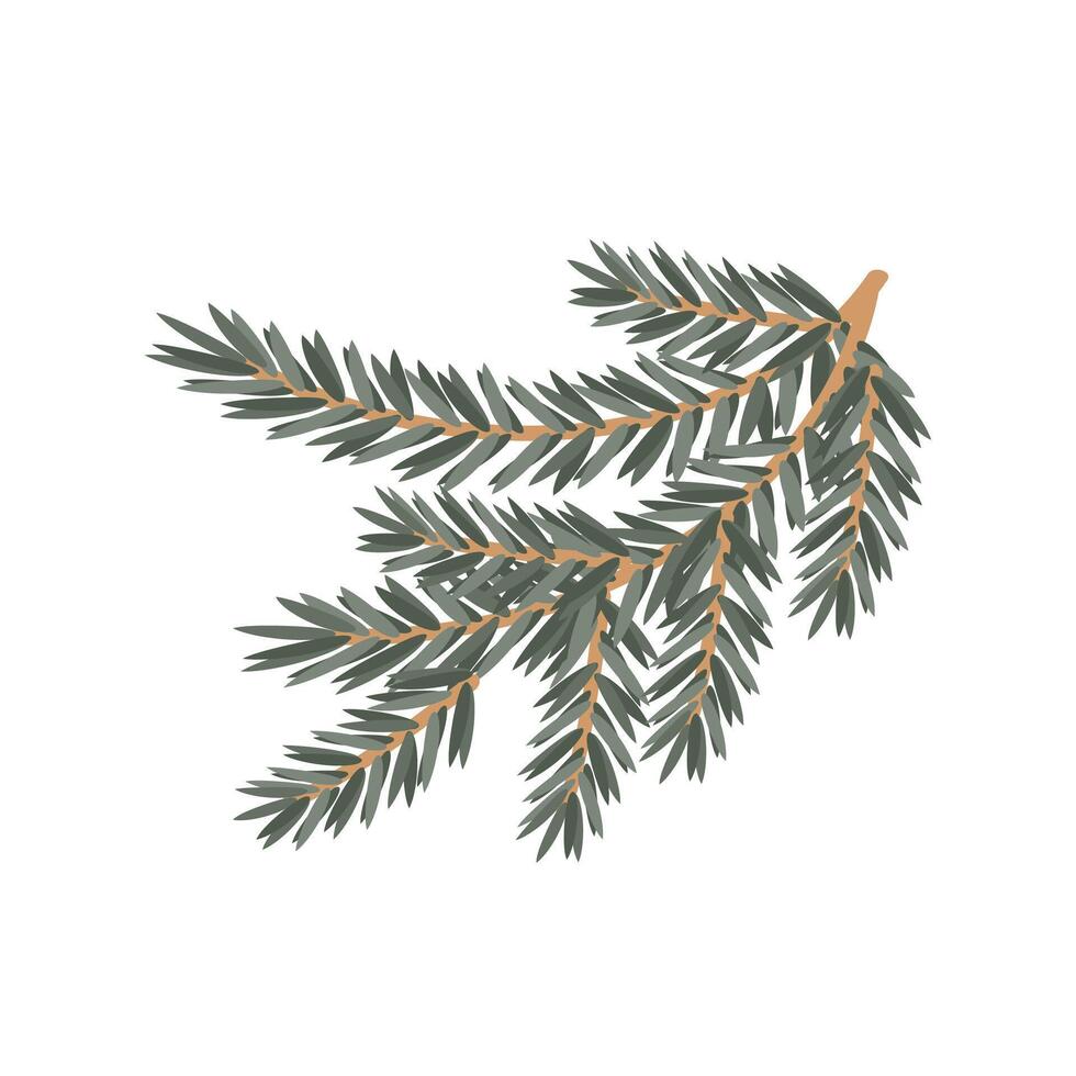Branch of spruce pine is fluffy with green needles, for decoration for the holiday. vector