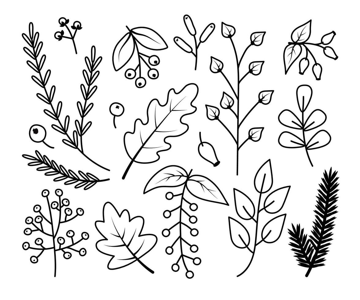 Autumn twigs, leaves and berries, contour set of linear illustration. Oak, maple, currant, wild rose, cherry, spruce. illustration of doodles for postcards, design, decor and printing. vector