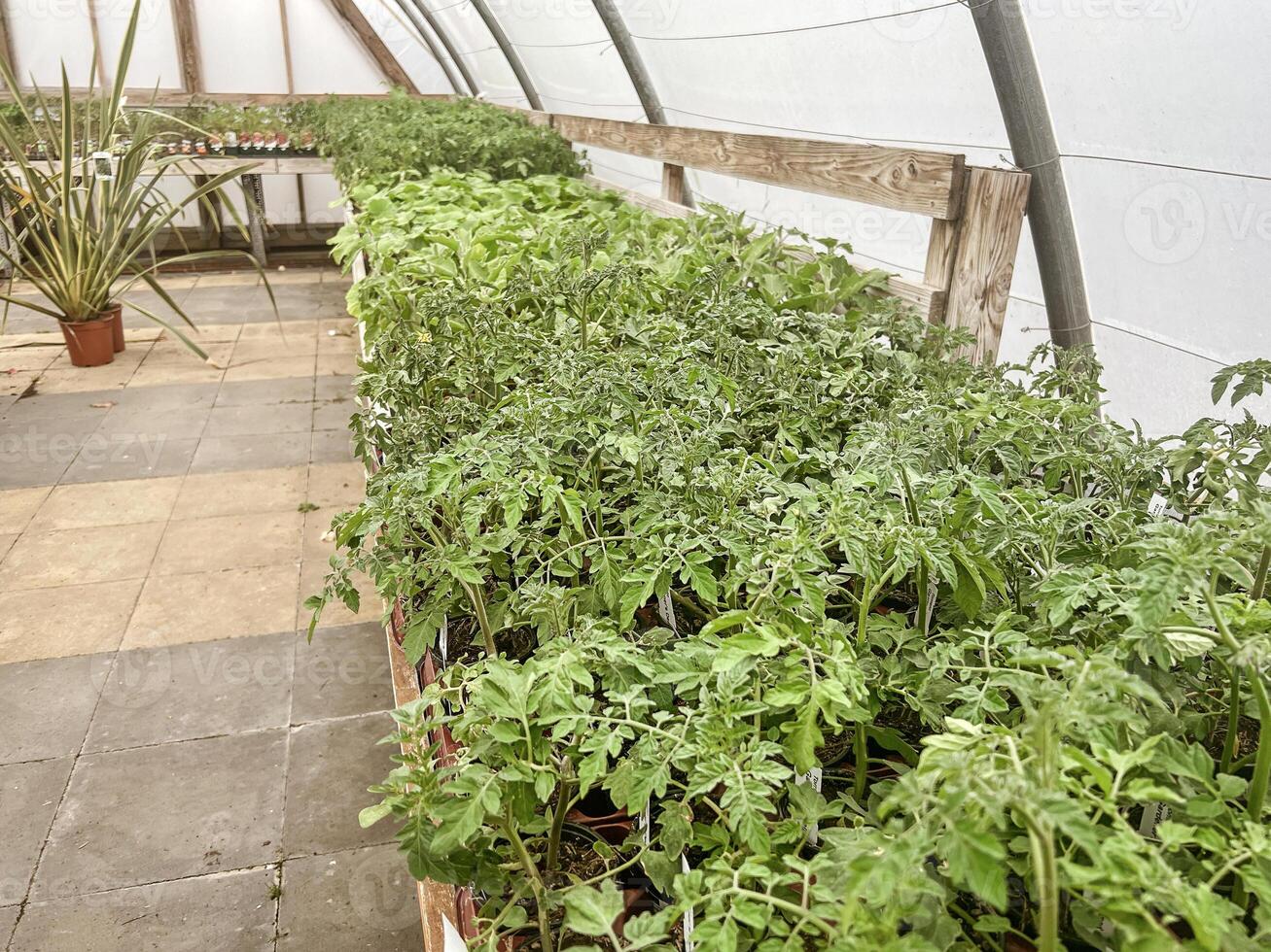 tomato seedlings in a greenhouse. The concept of growing your vegetables in a greenhouse in your garden. The concept of food self-sufficiency. photo