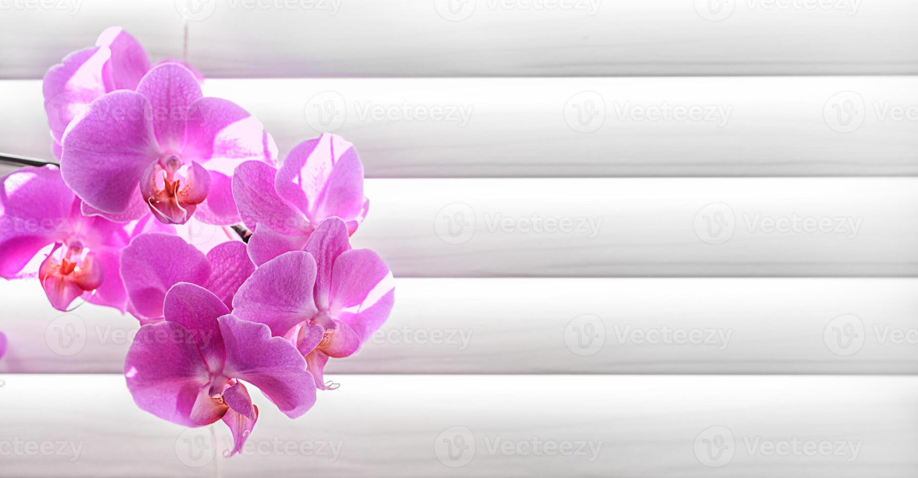 Purple orchid on a window with copy space photo