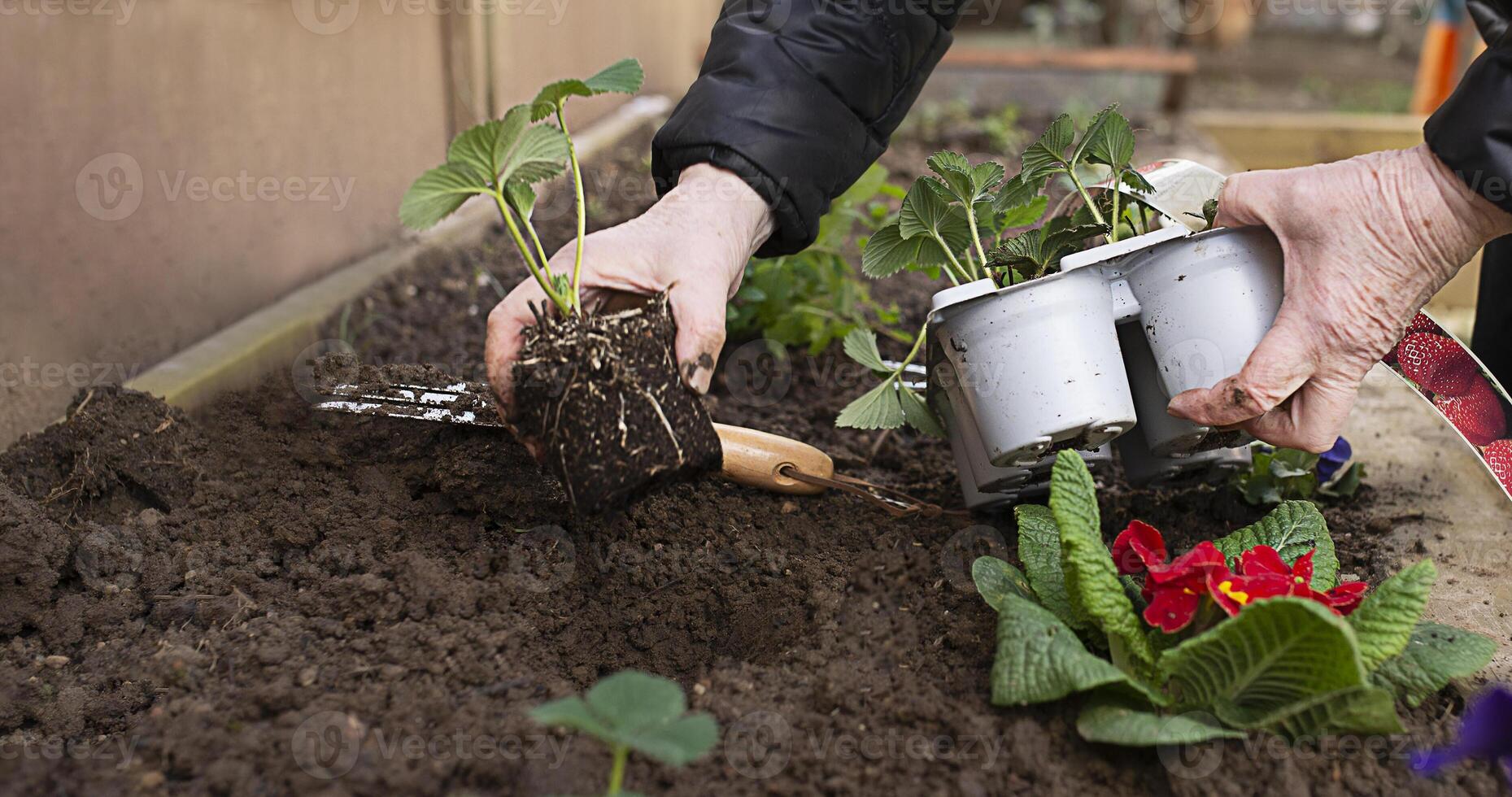 elderly woman's hands planting strawberries in the ground in the garden. spring work with seedling in the garden photo