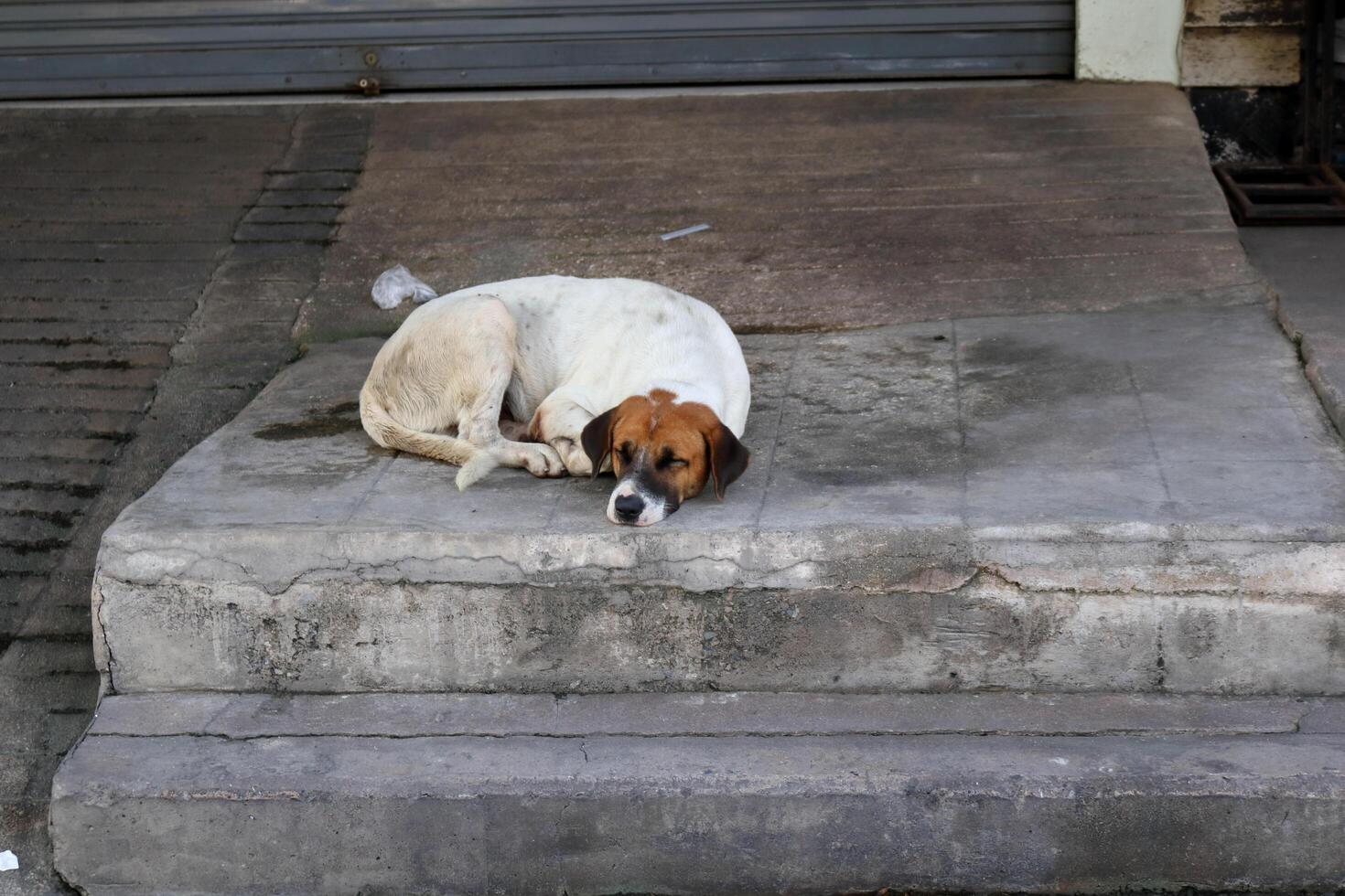 Black and brown face of dirty white dog sleeping on gray concrete sidewalk and stairs in Thailand. photo