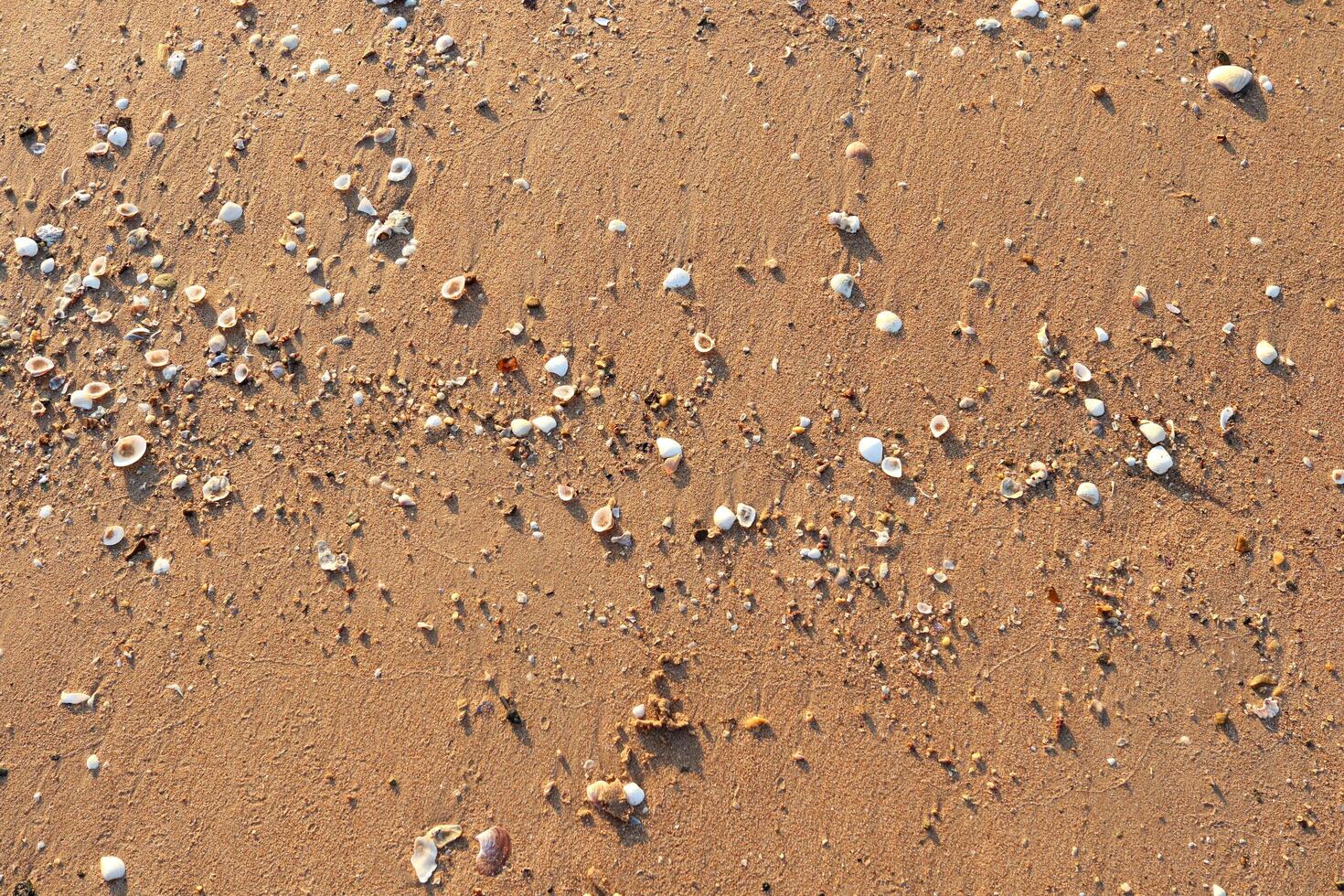 Smooth surface sand and white variety shells on beach with sunlight top view. photo