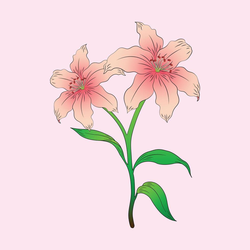 Pink lily flowers with branches and leaves. Lily flower illustration. vector