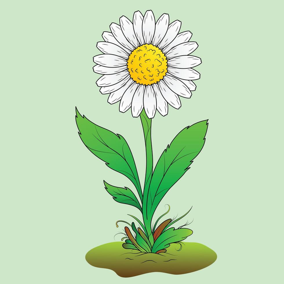 White daisy flower with branches and leaves. Front cartoon daisy flower. Flat flowers illustration. vector