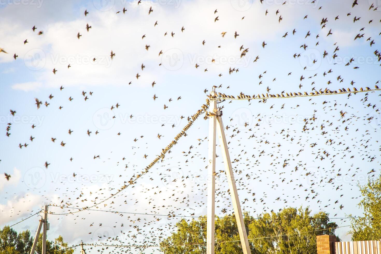 A flock of birds flying over a power line photo