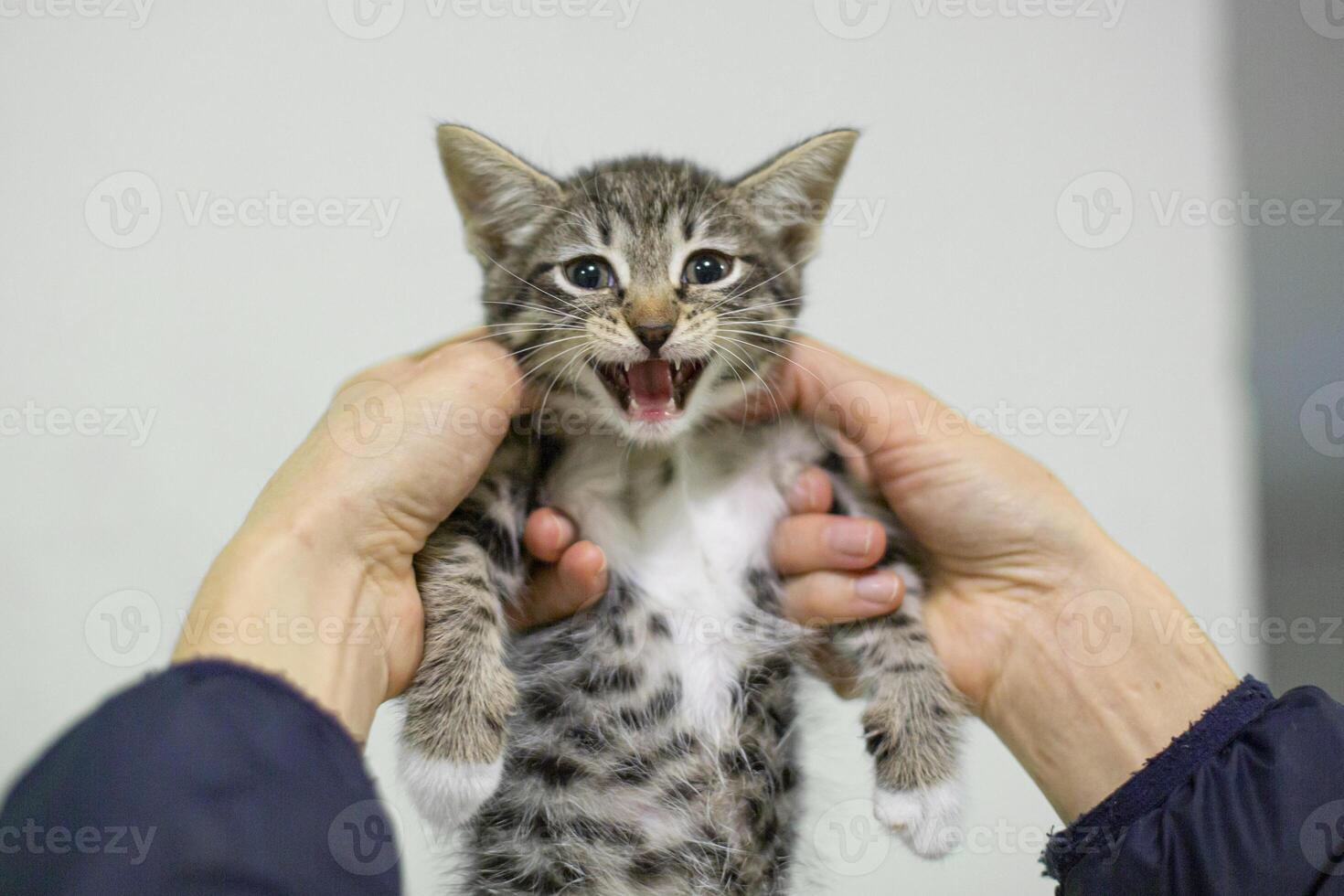 A kitten is being held by a person photo
