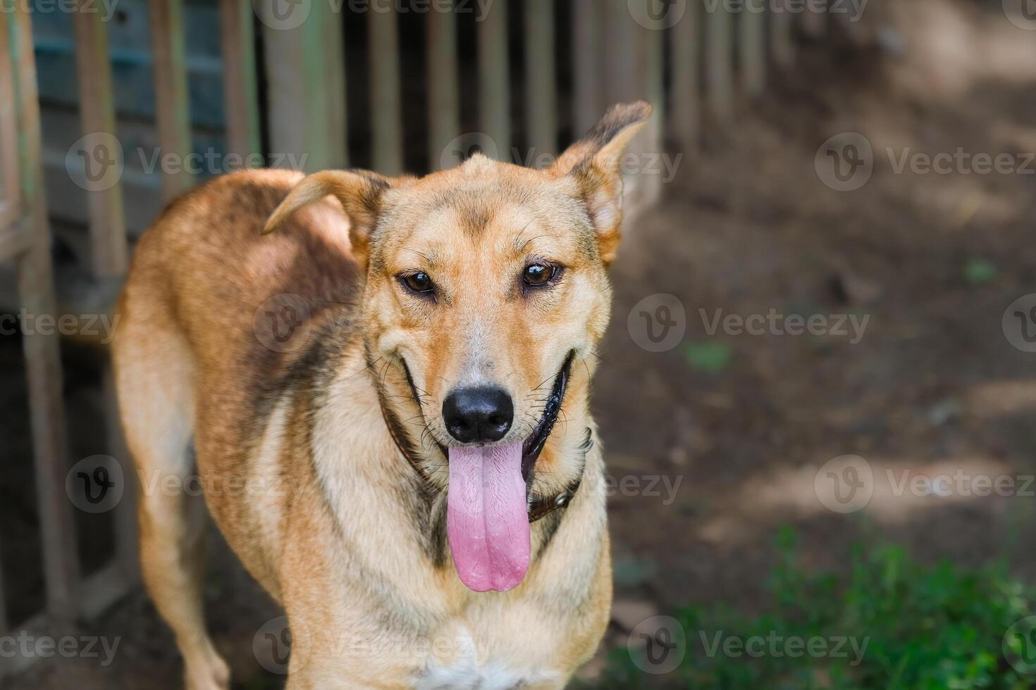 A dog with its tongue hanging out in front of a fence photo