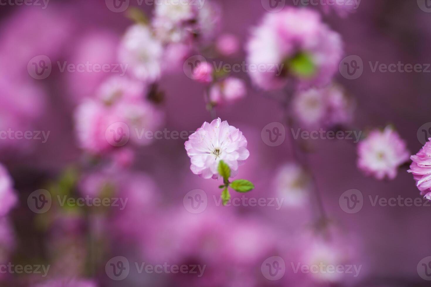 delicate blossom stands out against a blurred background of similar flowers, creating a dreamy photo
