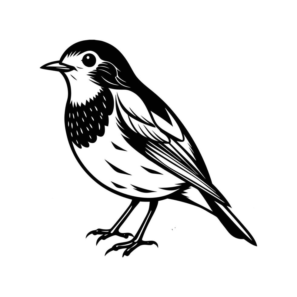 English Robin in Spring Breeze vector