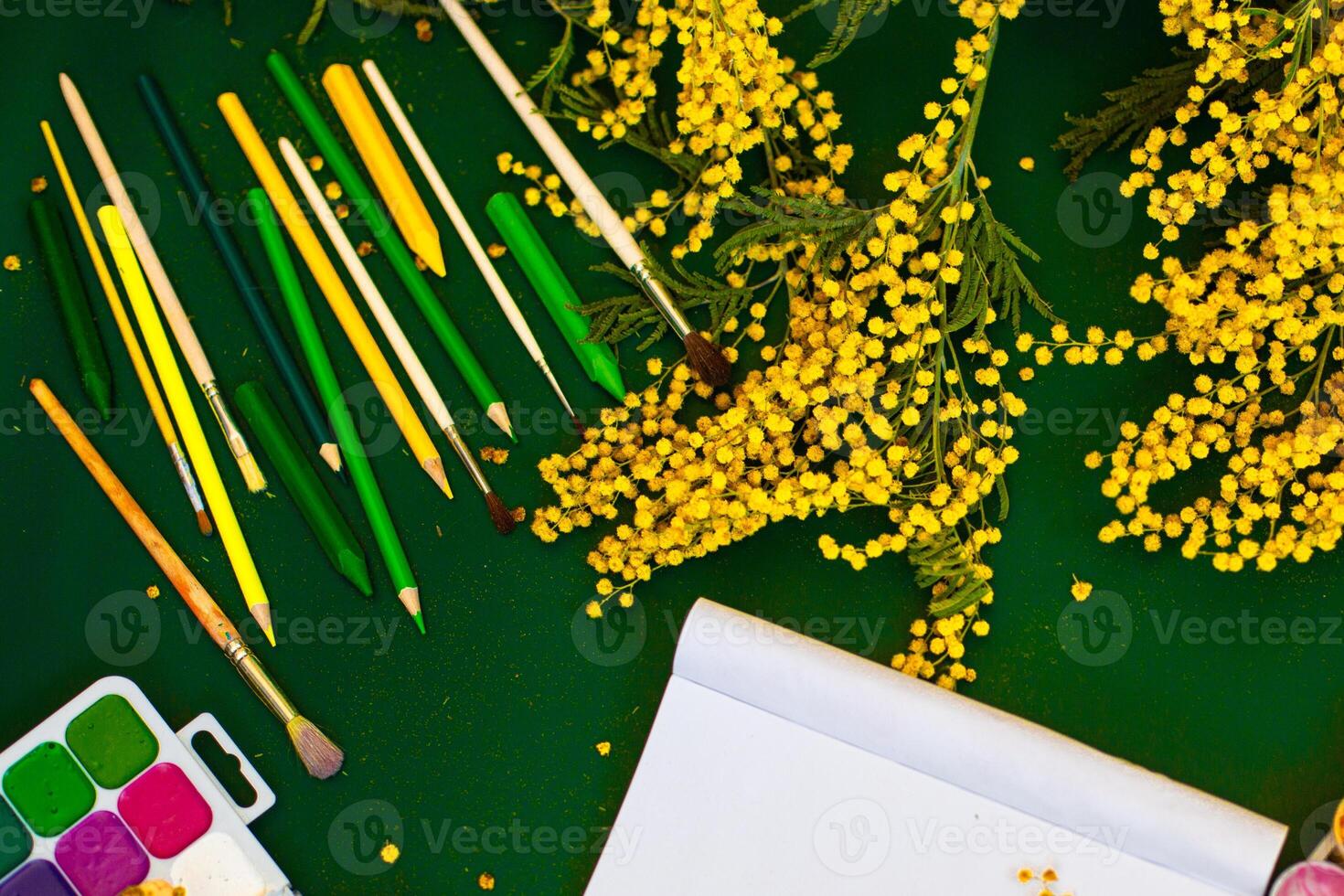 Mimosa flowers and paint brushes on green background photo