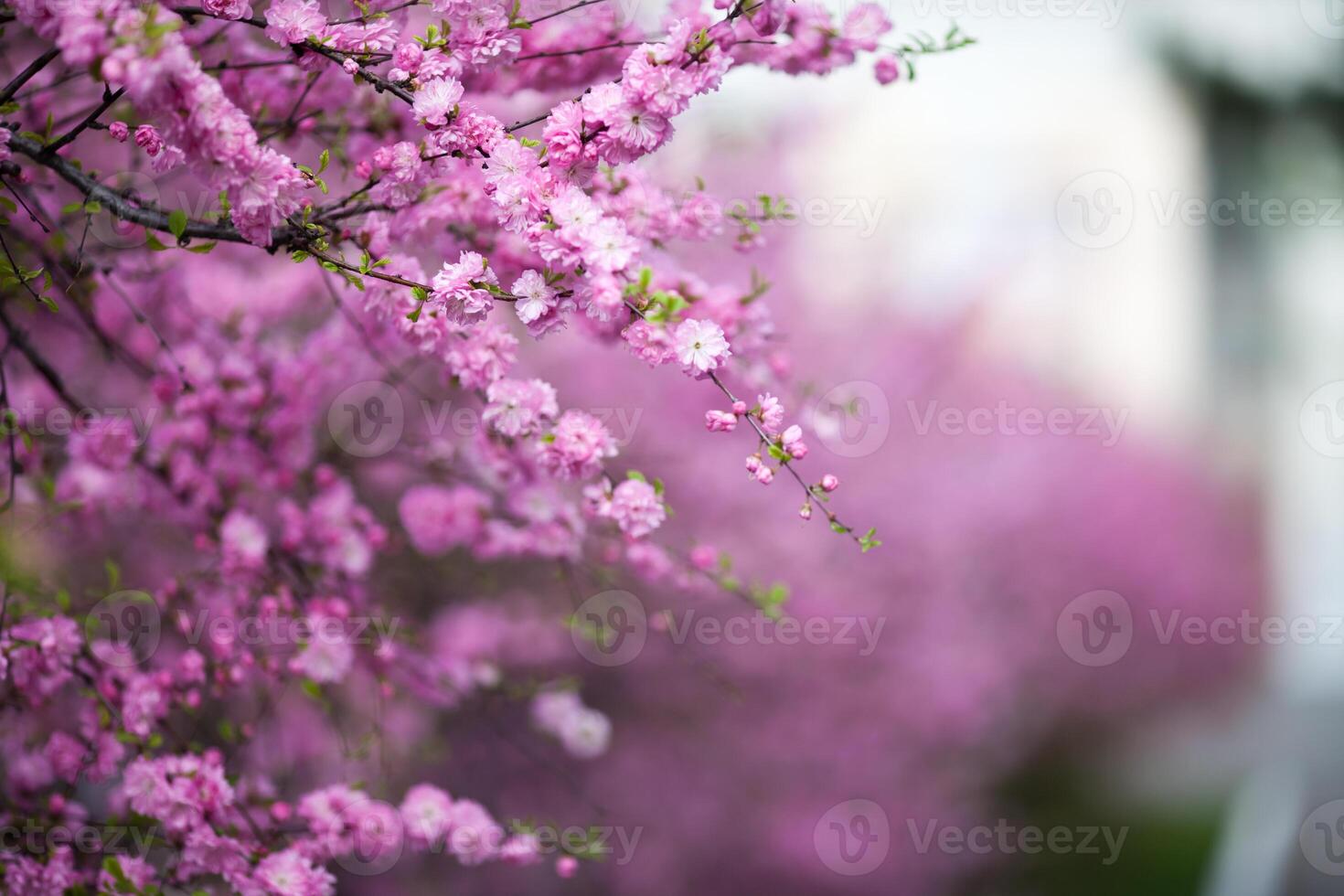 This image captures the ephemeral beauty of spring, with a delicate pink flower as its focal point photo
