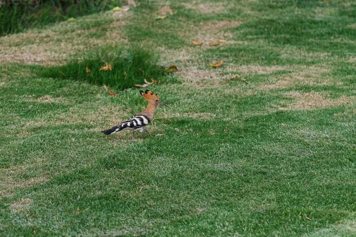 Striped hoopoe walks on a green meadow photo