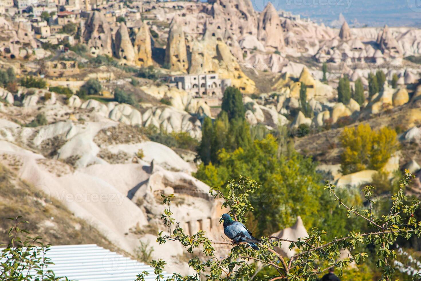 A bird perched on a tree branch in front of a rocky landscape photo