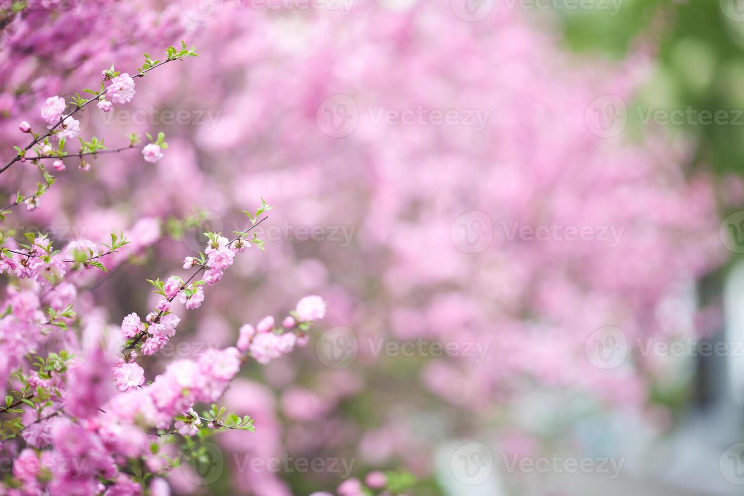 delicate pink blossom stands out against a blurred background of similar flowers, creating a dreamy photo