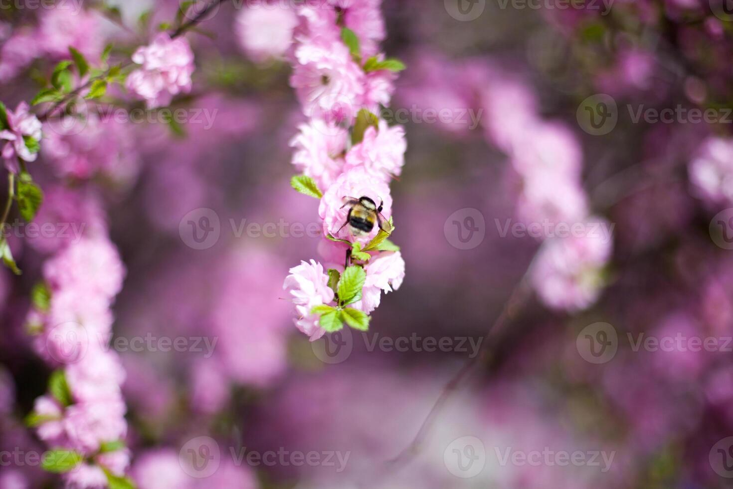 pink blossom stands out against a blurred background of similar flowers, creating a dreamy photo