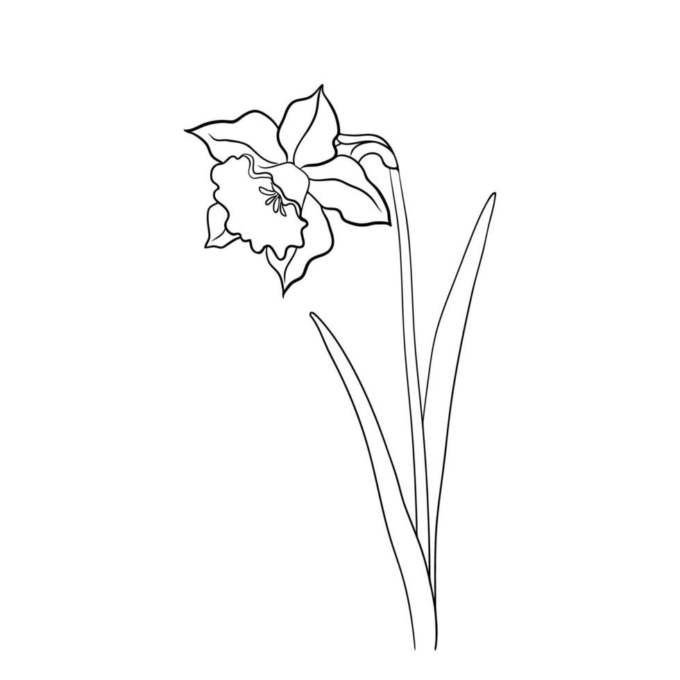 Line Drawing Of Narcissus Flower vector