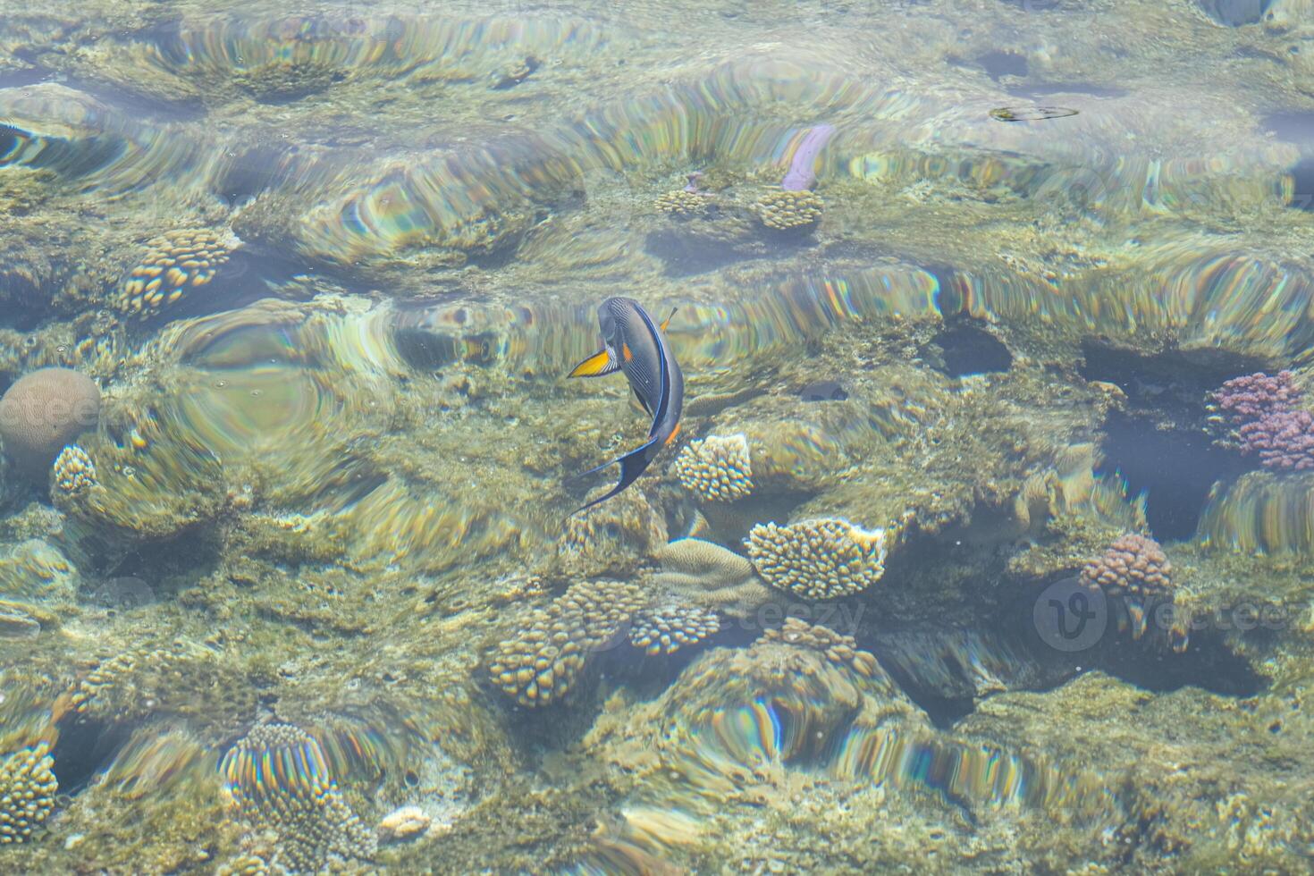 A fish swimming in the water photo