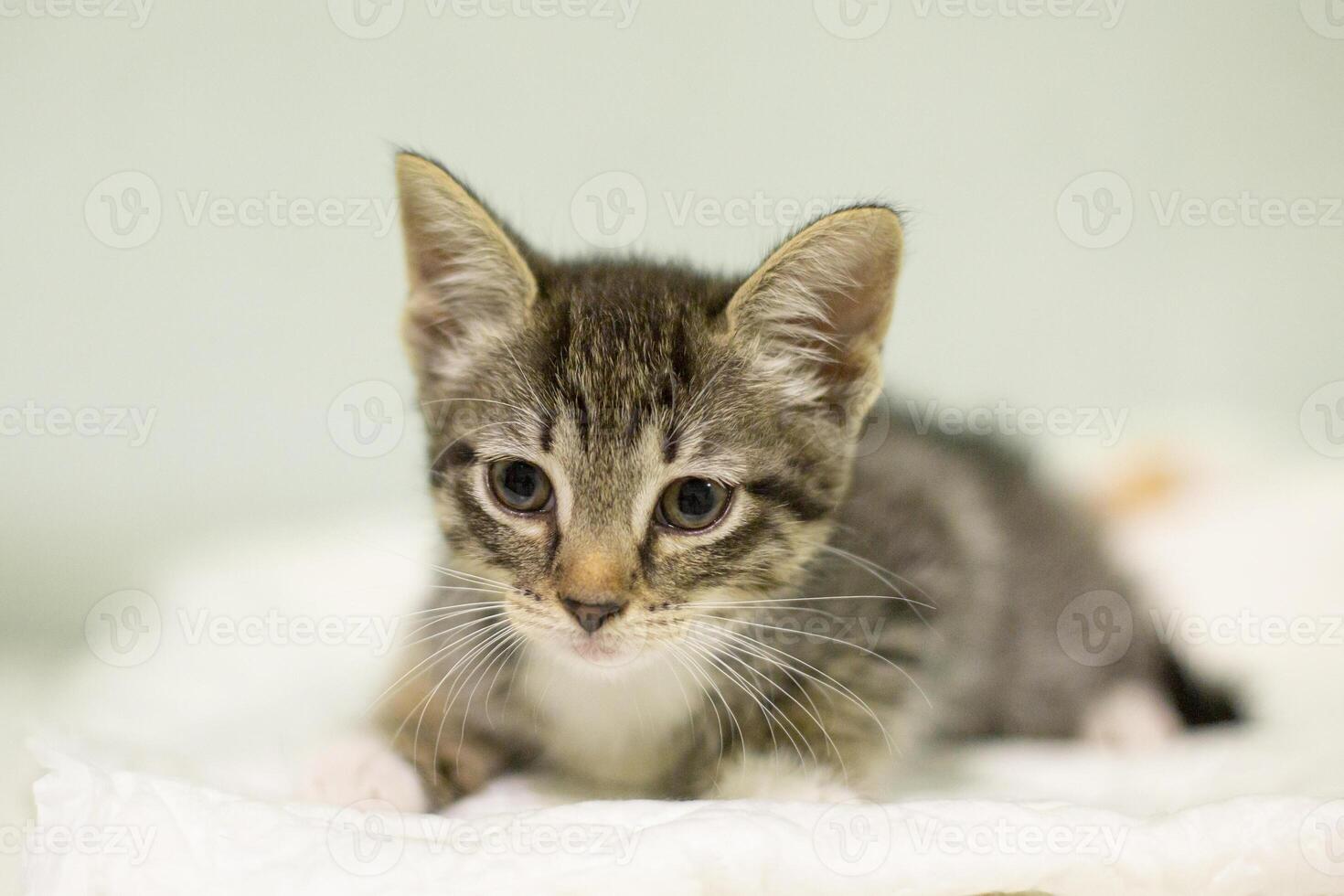 A kitten is laying on a blanket photo